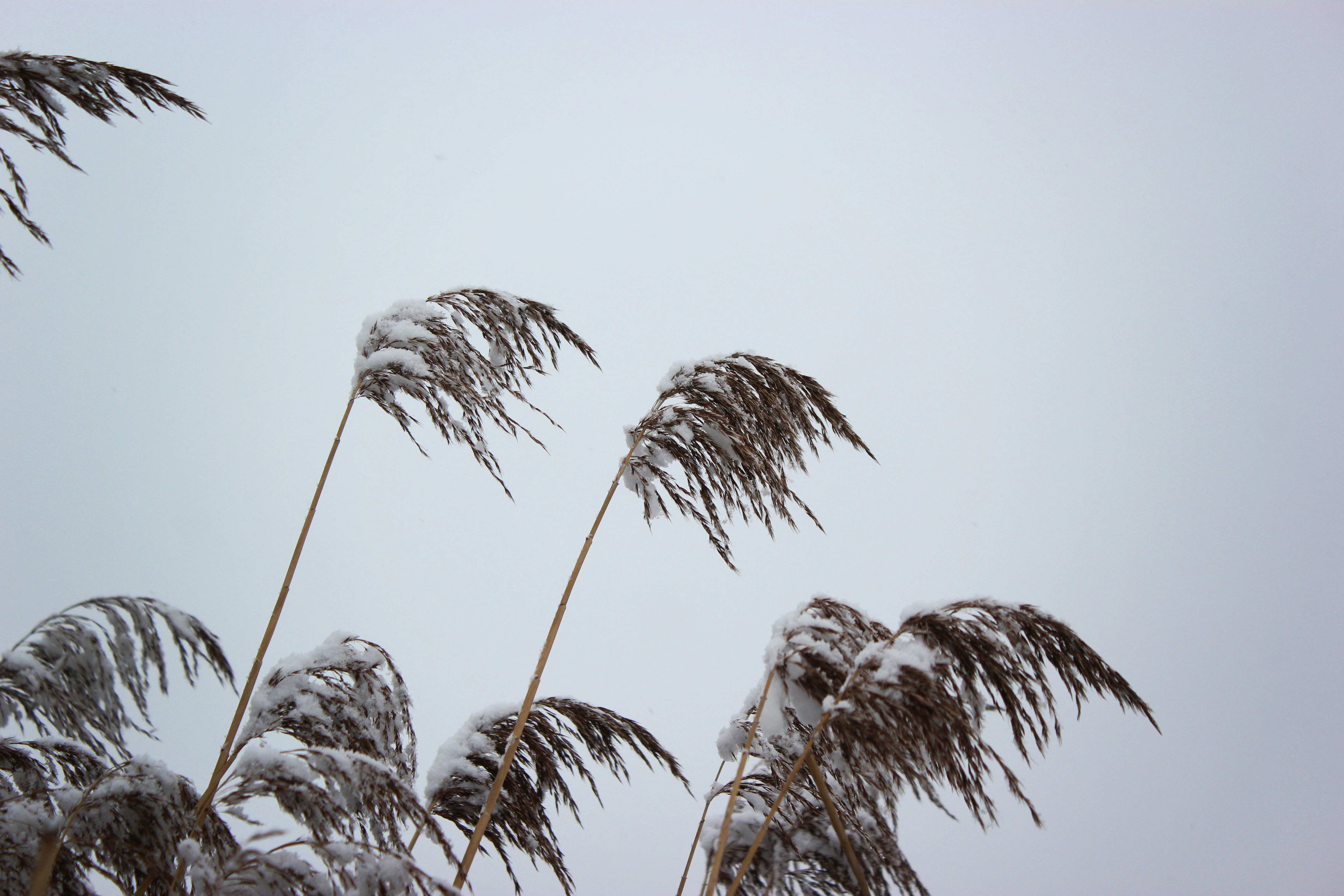 snow-covered palm trees during daytime